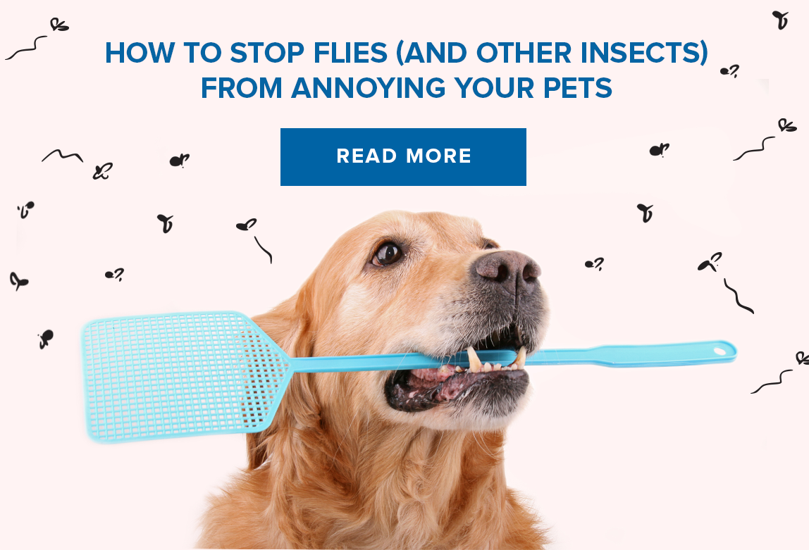 Keep Insects Away From Your Pets PetO